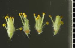 Salix gooddingii. Male flowers.
 Image: D. Glenny © Landcare Research 2020 CC BY 4.0